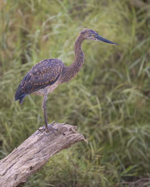Untitled wildlife artwork