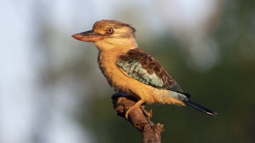 Blue-winged Kookaburra at sunset