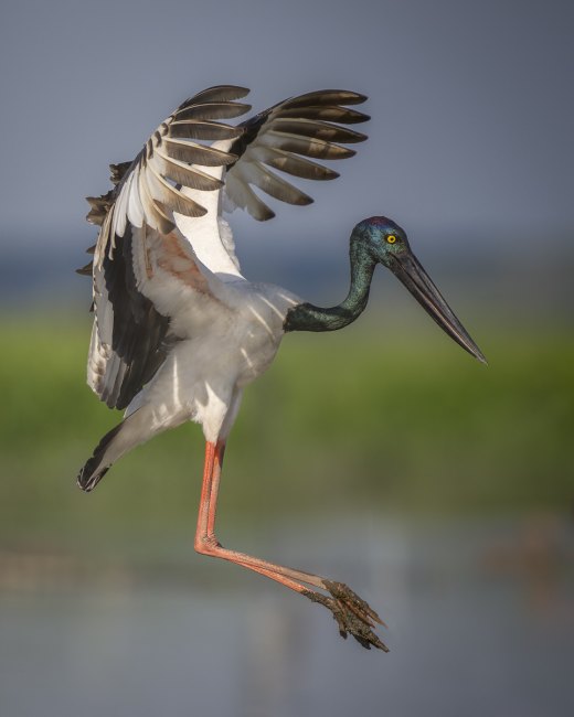 Untitled wildlife artwork
