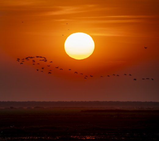 Untitled wildlife artwork