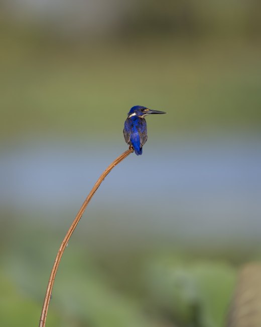 Lilystem Perch