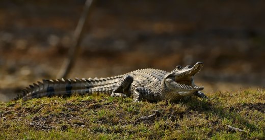 Untitled wildlife artwork
