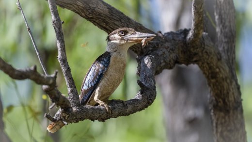 Blue-wing with a Snack