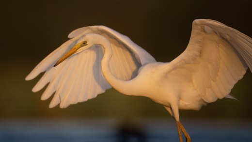 Untitled wildlife artwork