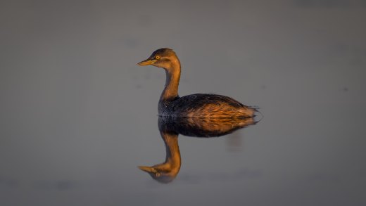 Untitled wildlife artwork