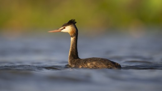 Untitled wildlife artwork