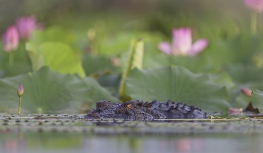 Untitled wildlife artwork