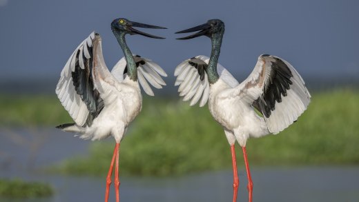 Dance of the Jabiru