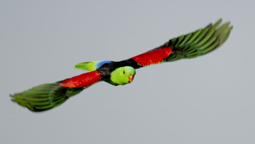 Untitled wildlife artwork
