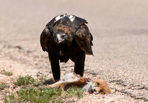 Untitled wildlife artwork