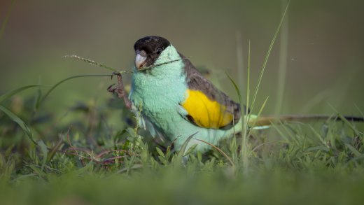 Untitled wildlife artwork