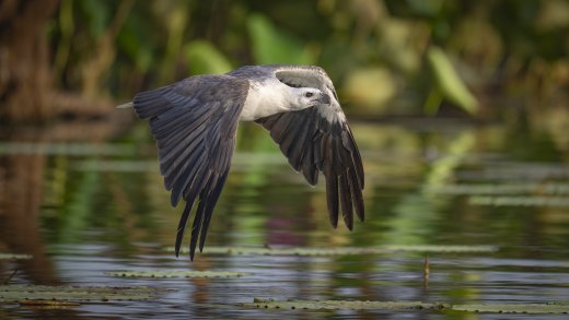 Untitled wildlife artwork