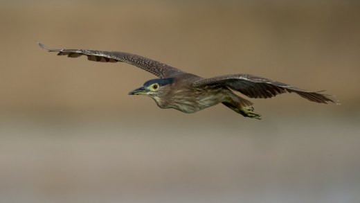Untitled wildlife artwork