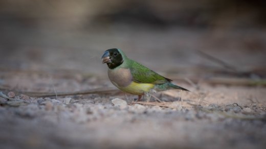 Untitled wildlife artwork
