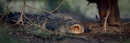 Untitled wildlife artwork