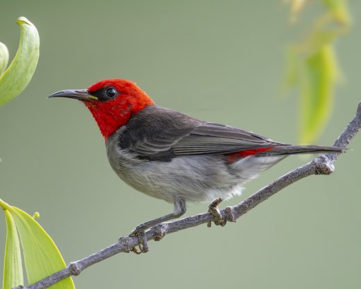 A Red-headed Honeyeater at Wyndham WA