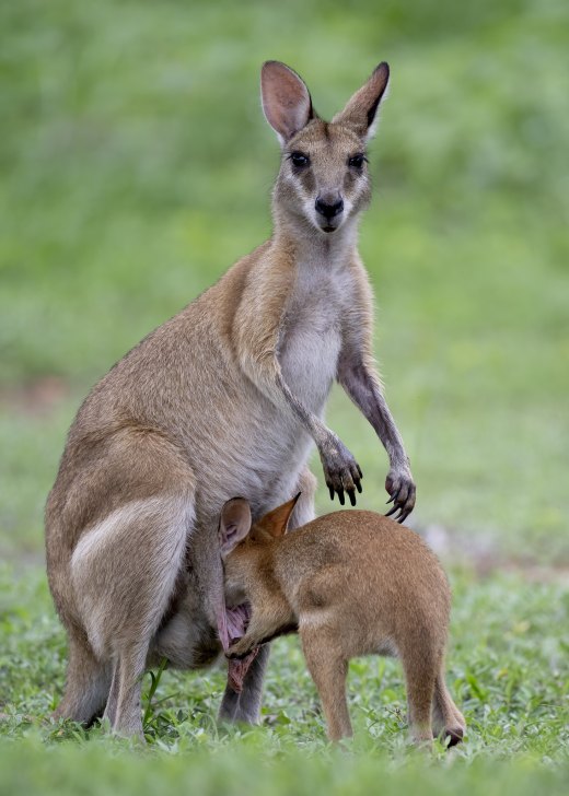 Untitled wildlife artwork