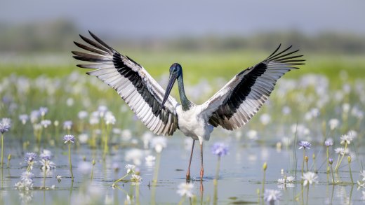 Jabiru Wingspread