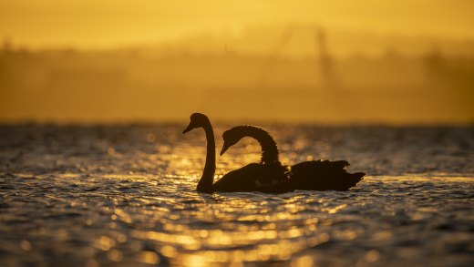 Untitled wildlife artwork