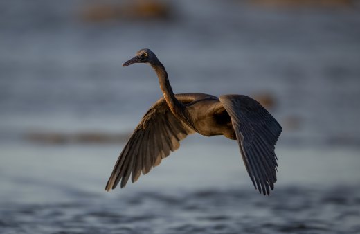 Untitled wildlife artwork