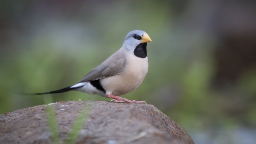 Longtailed Finch