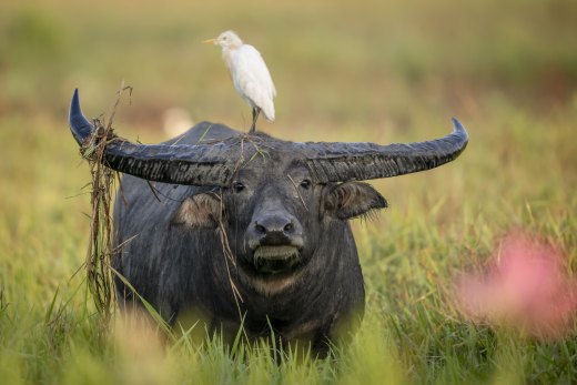 Untitled wildlife artwork