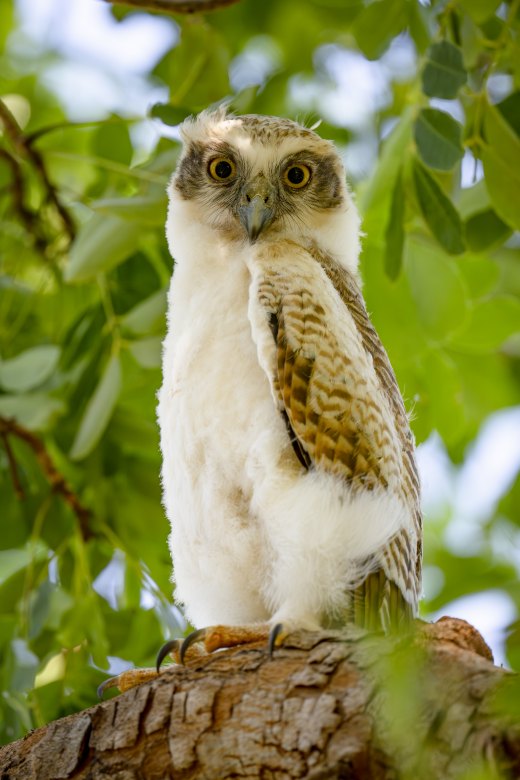 Rufous Owl Chick