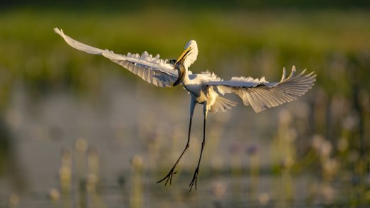Untitled wildlife artwork