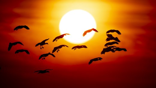 Untitled wildlife artwork