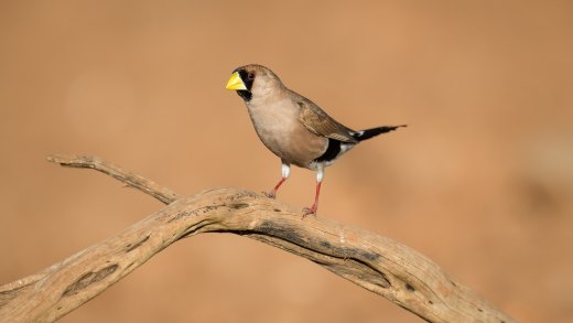 Masked Finch at Timber Creek