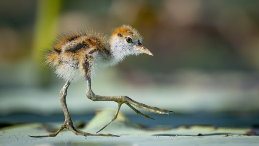 Untitled wildlife artwork