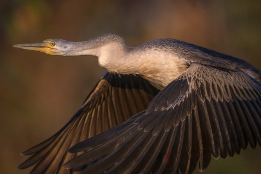 Untitled wildlife artwork
