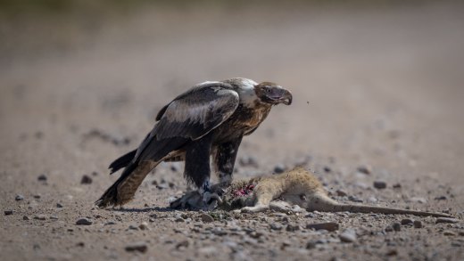 Untitled wildlife artwork