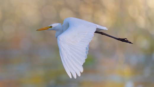 Untitled wildlife artwork