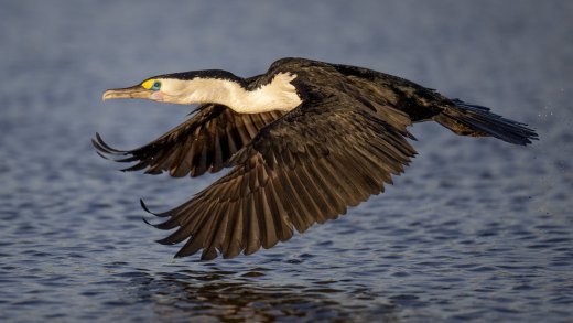 Untitled wildlife artwork