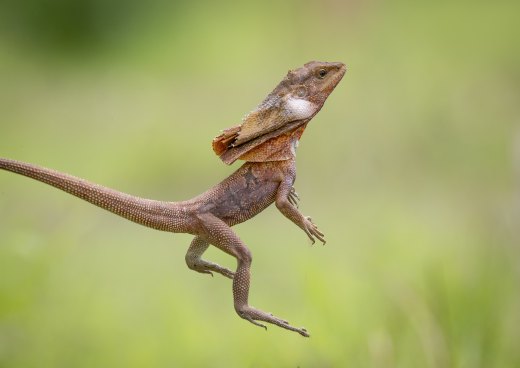 Untitled wildlife artwork