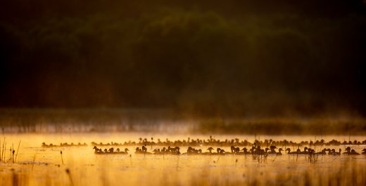 Whistling Ducks on golden pond