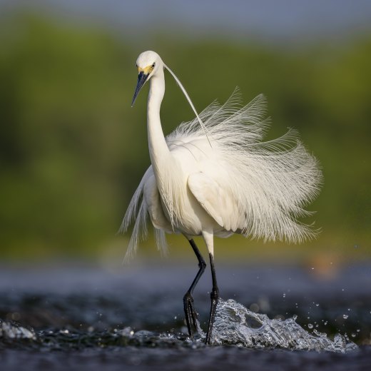 Untitled wildlife artwork