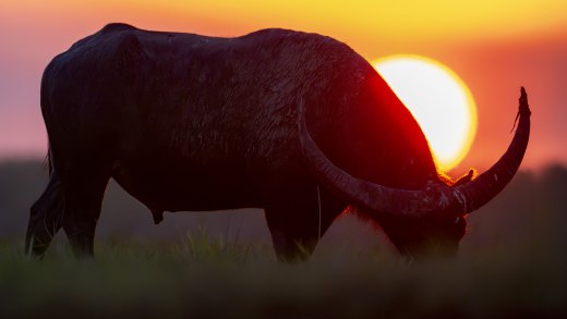 Untitled wildlife artwork