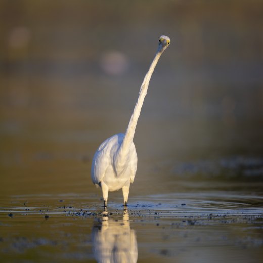 Untitled wildlife artwork