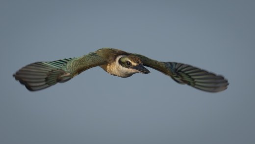 Sacred Flight
