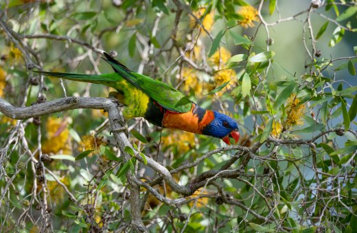 Untitled wildlife artwork