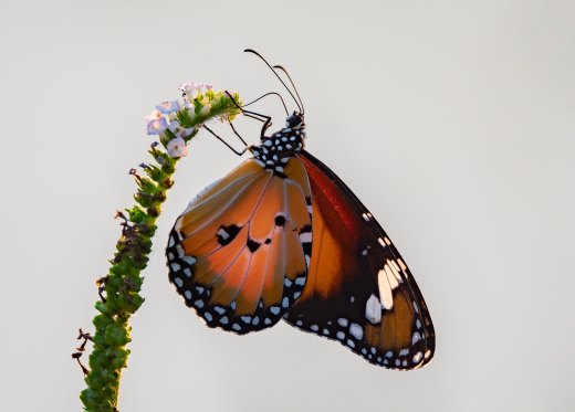 Untitled wildlife artwork