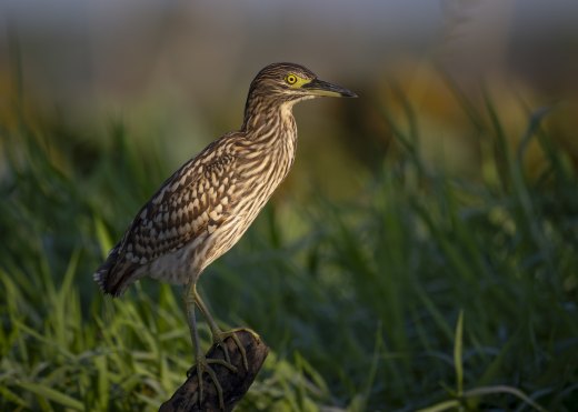 Untitled wildlife artwork