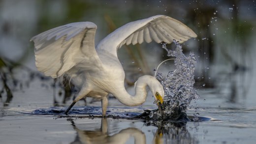 Untitled wildlife artwork