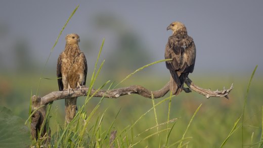Resting Whistlers