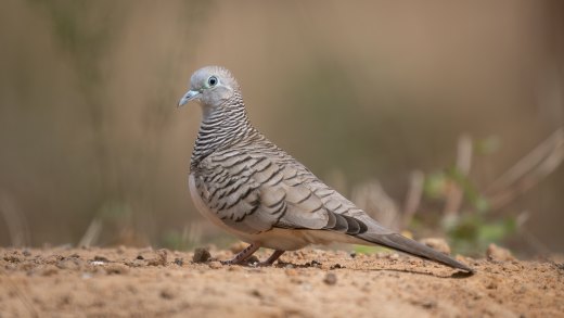 Untitled wildlife artwork