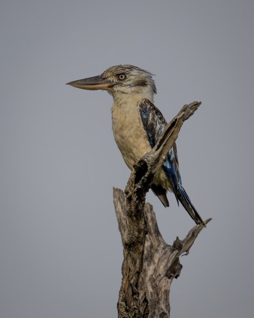 Blue-winged Kookaburra at Corroboree