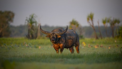 Untitled wildlife artwork