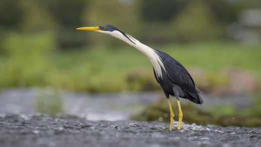 Untitled wildlife artwork